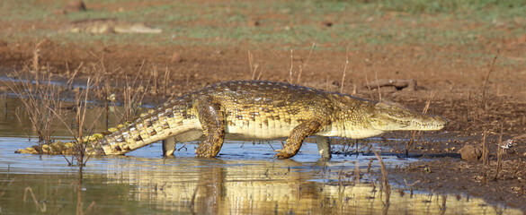 Nilkrokodil / Nile crocodile / Crocodylus niloticus