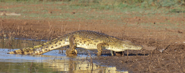 Nilkrokodil / Nile crocodile / Crocodylus niloticus