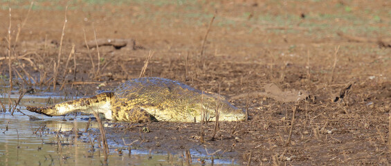 Nilkrokodil / Nile crocodile / Crocodylus niloticus