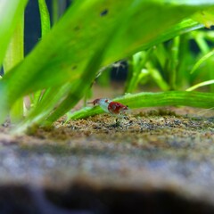 Cute little shrimp under the leaves in the planted aquarium