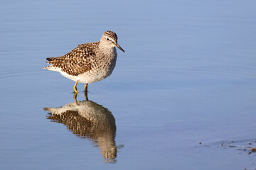 Obraz premium Bruchwasserläufer / Wood sandpiper / Tringa glareola
