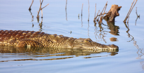 Nilkrokodil / Nile crocodile / Crocodylus niloticus