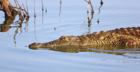 Nilkrokodil / Nile crocodile / Crocodylus niloticus