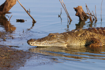 Nilkrokodil / Nile crocodile / Crocodylus niloticus