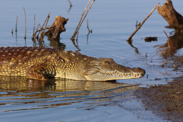 Nilkrokodil / Nile crocodile / Crocodylus niloticus