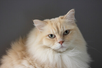Ragdoll cat
