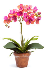 A stunning orchid plant showcasing vibrant pink and orange blossoms, potted in a classic terracotta pot, isolated on a white background.