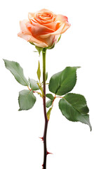 A stunning peach rose with delicate petals and green leaves, isolated on a white background. The image captures the rose&rsquo;s natural beauty, making it ideal for various designs and themes.
