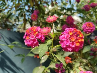 Lantana camara is a species of flowering plant within the verbena family, native to the American tropics. 