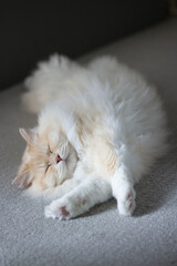 Ragdoll cat