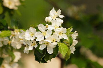 Apple tree branch with white blossom and green leaves.