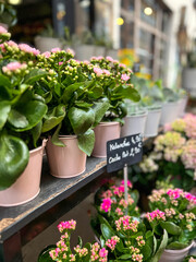Fresh Flowers on Display at a Market. Beautiful potted fresh flowers are lined up on display at a market in the city. Located in Strasbourg, France.