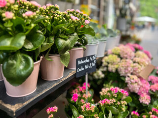 Fresh Flowers on Display at a Market. Beautiful potted fresh flowers are lined up on display at a...