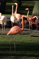 beautiful flamingos with their pink plumage, yellow eyes and black beaks, in the park in the sun.