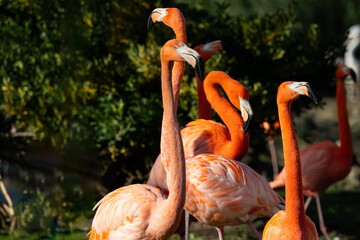 beautiful flamingos with their pink plumage, yellow eyes and black beaks, in the park in the sun.