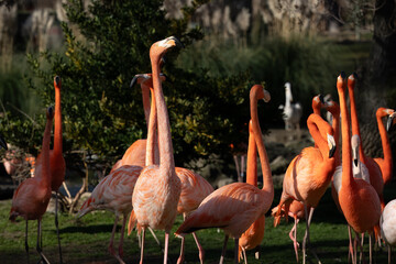 beautiful flamingos with their pink plumage, yellow eyes and black beaks, in the park in the sun.