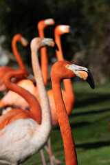 Fototapeta premium beautiful flamingos with their pink plumage, yellow eyes and black beaks, in the park in the sun.
