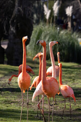 beautiful flamingos with their pink plumage, yellow eyes and black beaks, in the park in the sun.