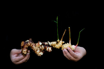 Holding fresh galangal and ginger on black background