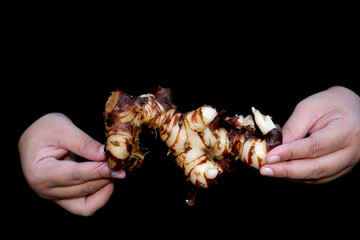 Galangal is a staple herb in Thai cooking and other Southeast Asian cuisines
