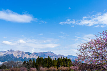うららかな春空に映える阿蘇山と桜風景
Mt. Aso and cherry blossoms shine against...