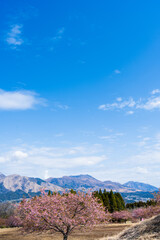 うららかな春空に映える阿蘇山と桜風景
Mt. Aso and cherry blossoms shine against...