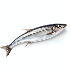 Naklejka premium a sardine, studio light , isolated on white background,