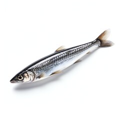 a sardine, studio light , isolated on white background,