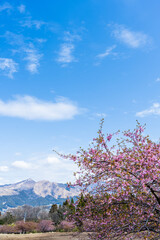 うららかな春空に映える阿蘇山と桜風景
Mt. Aso and cherry blossoms shine against...