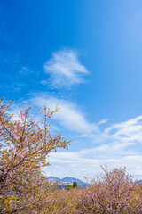 うららかな春空に映える阿蘇山と桜風景
Mt. Aso and cherry blossoms shine against...