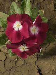 Obraz na płótnie Canvas pink hibiscus flower