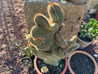 Captivating collection of Mexican cacti, displayed in all their splendor in a botanical garden