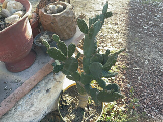 Captivating collection of Mexican cacti, displayed in all their splendor in a botanical garden