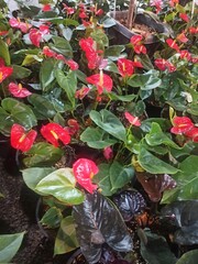 red anthurium in a garden