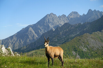 Tatrzańska kozica przechadza się po szerokiej górskiej przełęczy. A Tatra chamois walks along a wide mountain pass.