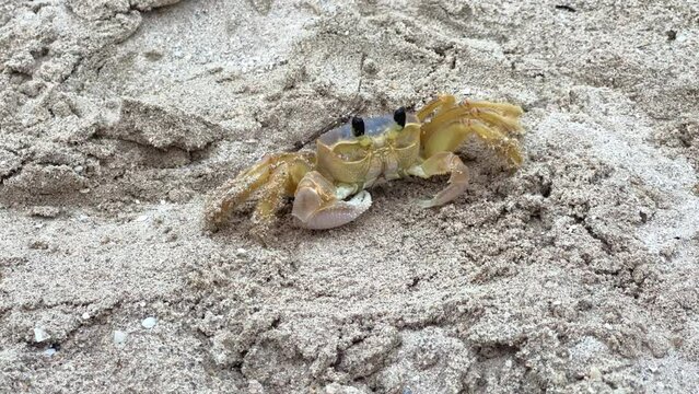 Crab on the shore of the Atlantic Ocean. A snow-white beach on the coast of the island of Cuba. A land crab runs into its burrow. The land crab is a ghost with protruding eyes