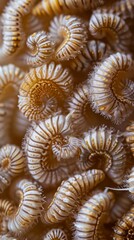 Scrutinizing the World of Flour Worms: Unveiling the Fine Details of These Tiny Creatures Through Macro Photography