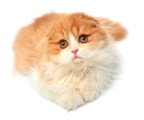 Beautiful red-haired kitten posing lying isolated on white background. Scottish fold cat
