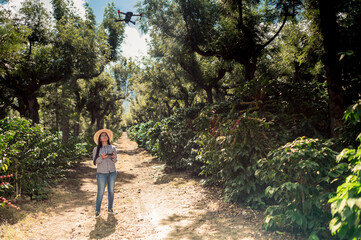Fototapeta premium Coffee farm administrator makes a reconnaissance flight over the coffee plantation.