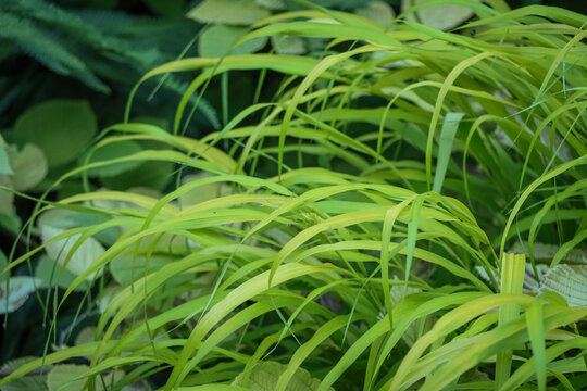 Hakonechloa macra 'All Gold' Golden Japanese Forest Grass