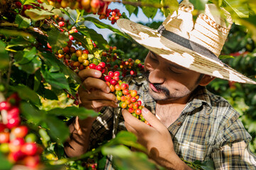 Coffee picker observes the coffee beans before cutting them.