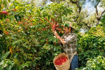 Farmer harvesting coffee on a plantation in Guatemala.