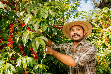 Happy farmers picking Arabica coffee beans on the coffee tree.