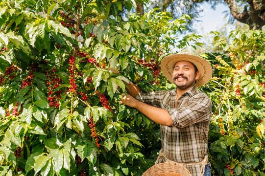 Happy farmers picking Arabica coffee beans on the coffee tree.