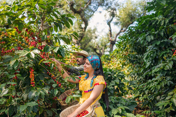 Farmers picking coffee seeds on the farmland.