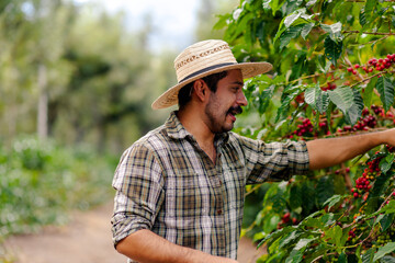A Latino man works picking coffee at an Arabic coffee farm.