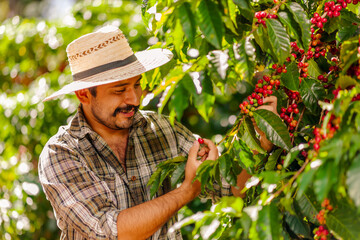 Happy farmer picking Arabica coffee beans on the coffee tree. - obrazy, fototapety, plakaty