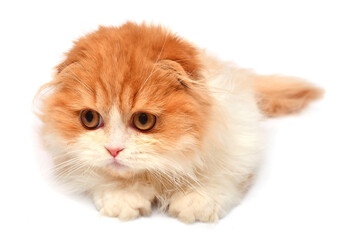 Beautiful red-haired kitten posing lying isolated on white background. Scottish fold cat