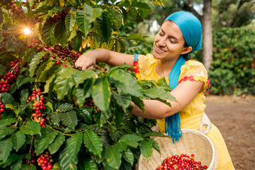 A happy female farmer collects coffee beans.