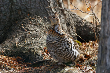 Ruffed grouse hen is walking under the tree in the spring woods.
